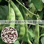 haricot bio culture associée courges bio - semences bio AGROSEMENS