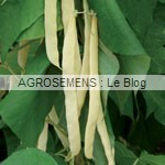 haricot bio légume culture associée courges bio - semences bio AGROSEMENS