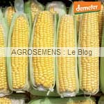 Maïs bio semences AGROSEMENS