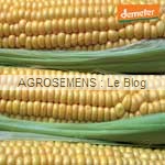 Maïs semence bio AGROSEMENS
