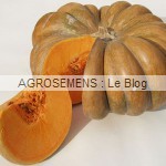 Courges Bio de Type Moschata, semences bio AGROSEMENS