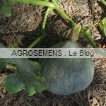 courge-bio-blue-ballet-agrosemens