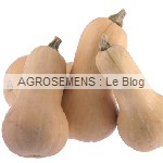 semence courge bio moschata Butternut agrosemens