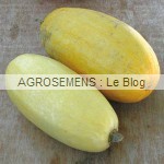 Courges, potirons, bio, Spaghetti, semences bio maraicher Agrosemens