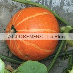 Courges, potirons, bio, Uchi Kuri, semences bio maraicher Agrosemens