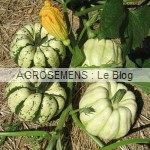 Courges, potirons, bio, Patidou bio Sweet Dumpling, semences bio maraicher Agrosemens