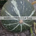 Courges, potirons, bio, Potimarron bio Green Hokkaido, semences bio maraicher Agrosemens