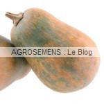 Courges, potirons, bio, Sucrine du Berry,semences bio Agrosemens