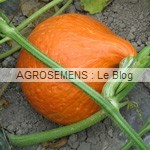 Courges, potirons, bio, Red Kuri, semences bio maraicher Agrosemens