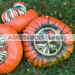 semence-courges-bio-Giraumon-Turban
