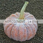 Futsu Black, courge moschata, semences bio AGROSEMENS