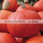 semence-courge-bio-orange-summer-agrosemens