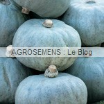 courge bio-bleu-de-hongrie-agrosemens