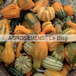 semence-courge-bio-ornement-agrosemens