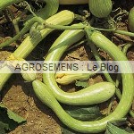 albenga, Courges Bio de Type Moschata, semences bio AGROSEMENS