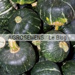 semence-courge-bio-buttercup-agrosemens