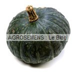 Courges, potirons, bio, vert Kabocha, semences bio maraicher AGROSEMENS