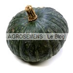 semence-courge-bio-potiron-vert-kabocha-courge-hokkaido