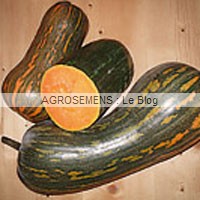 Courges Bio de Type Moschata, semences bio AGROSEMENS