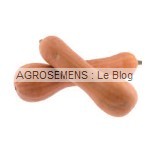 Courges Bio de Type Moschata Longue de Nice