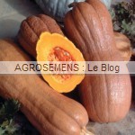 Courges Bio de Type Moschata Violina