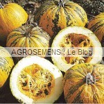 courges bio type pepo