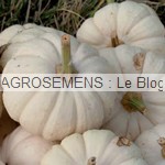 Courges bio type pepo - semences bio AGROSEMENS