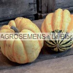 cameleon courge bio - semences bio agrosemens