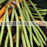 Haricot semences bio AGROSEMENS