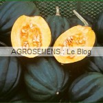 courges bio table-ace