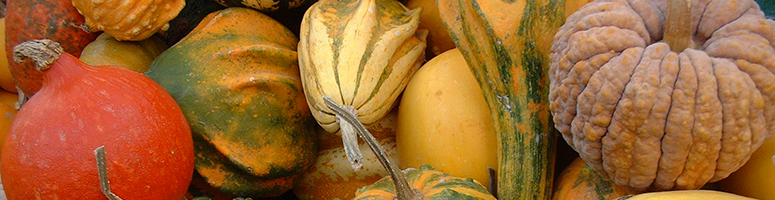 courge bio