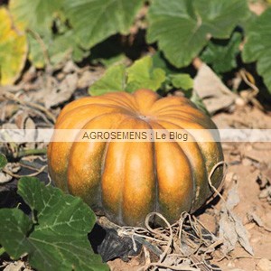 courge bio Agrosemens