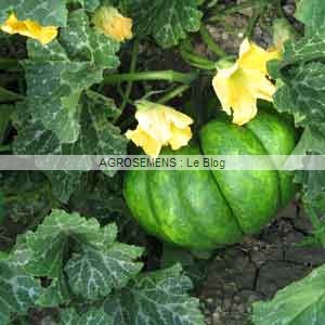 courge bio Musquee