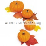 Courges, potirons, bio, jack-be-Little, semences bio Agrosemens