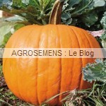 courges bio type pepo jack-orlantern