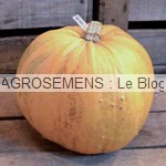 lady Godiva courge bio - semences bio AGROSEMENS