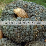 courge bio-Marina di Chioggia-agrosemens