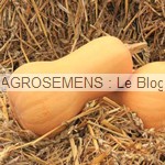 Courges bio type moschata - semences bio AGROSEMENS