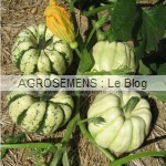 courges bio patidou