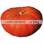 Courges, potirons, bio, rouge Vif d'Etampes, semences bio Agrosemens