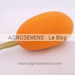 courges bio type pepo spaghetti-Orangetti-F1