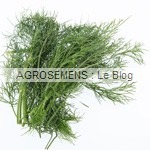 aneth bio - semens AGROSEMENS