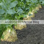 Céleri tubéreux rave Diamant, agrosemens