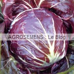 Chou rouge bio semences agrosemens