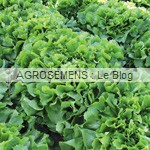 Salade, Agrosemens