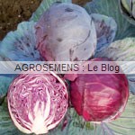 chou cabus rouges, agrosemens