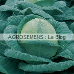 Chou à choucroute, Agrosemens