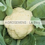 CHOU-FLEUR Odysseus- semences bio Agrosemens