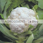 chou bio, graines Agrosemens