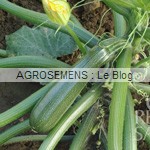 courgette bio semences AGROSEMENS